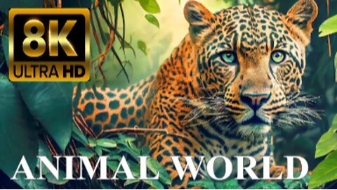 ANIMAL WORLD 8K ULTRA HD - Amazing Wildlife