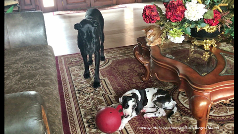 Cat enjoys watching Great Danes play together