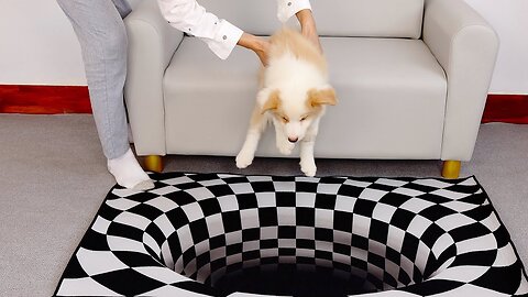 Dog's reaction when they see an optical illusion rug?