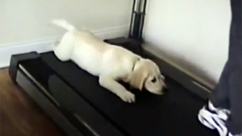 Hilarious dogs that just can't figure out how to use a treadmill