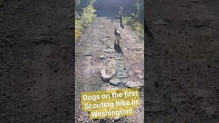 Dogs on their first scouting trip in Washington! #hikingadventures #bearhunting #blacktaildeer