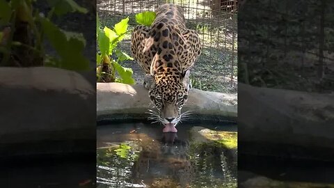 TURN UP your VOLUME to hear Manny Jaguar lapping water.