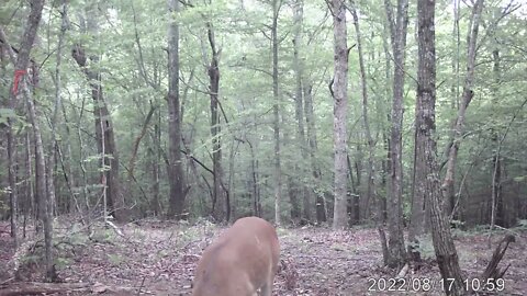 15th Annual Deer Gathering In Woods Captured on Trail Camera