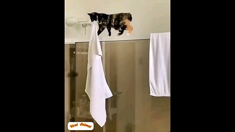 beutiful kitten and cats 😻 very interesting video
