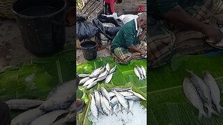 Elish Fish #short #short #viralvideo #অস্থির #viral #amazing