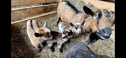 New mama goat is sick, bottle feeding her babies & her?? 🤣 | Who’s next to kid on the roster