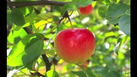 Discerning the Fruit of Our Lives, A Good Tree Bears Good Fruit mp4