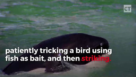 Footage Shows Orca Using Bait to Lure Prey Close to Tank