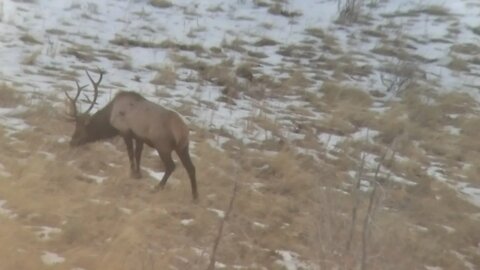 Idaho General Season Cow Elk Hunt 2022. Part 2.