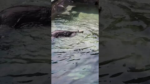 Sea Otter Close Up!