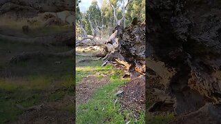 Huge Old Fallen Tree