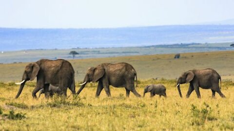 Life of Elephants - National Geographic Documentary