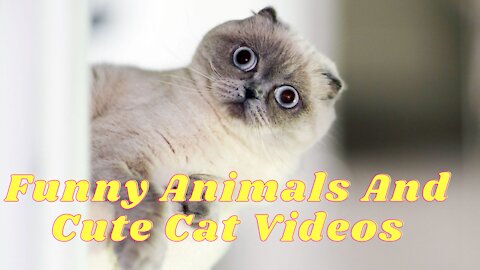 Funny Videos Funny Cats Video Funny Animals Try To Not Laugh