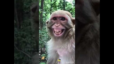 Monkey Funny Videos