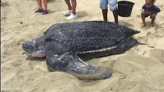 Trovata enorme tartaruga liuto a Tobago