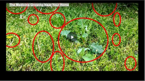 The Medicine Growing Near Your Home