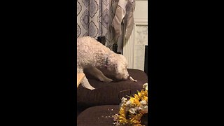 Cautious dog terrified by new chew toy