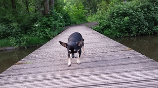 Cute Chihuahua Crossing a Bridge by Herself