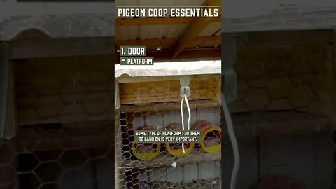 Homing Pigeon Coop for Beginners!