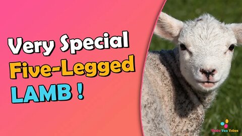 Stunning Rare 5 Legged Baby Lamb Proves to Be Resilient