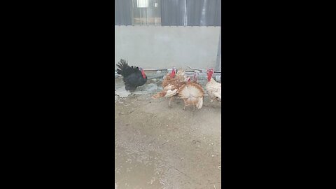 Turkish Rooster Love Moment With His partner