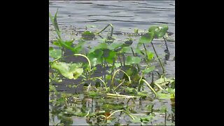 manatees