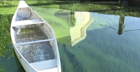 Concerns over toxic blue-green algae