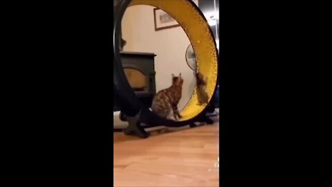 Funny video of cats, crazy cute cats