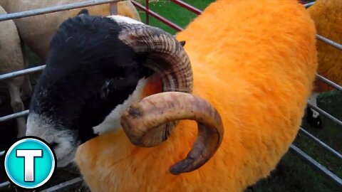 Orange Sheep?