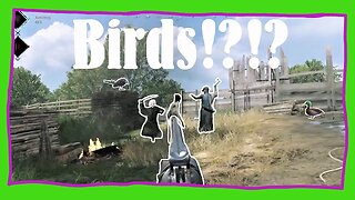 Birds?!?!