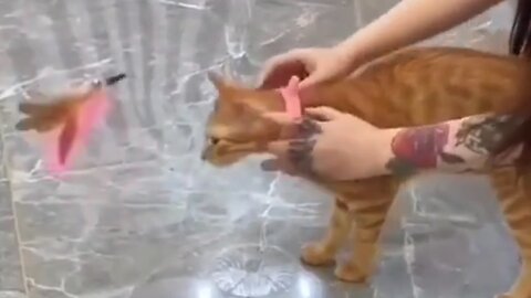 How to discharge your orange cat