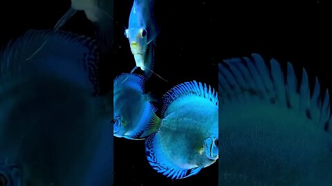My Discus Fish #planted #plantedtank #fish #aquarium #fishtank #discusfish #discustank #nature
