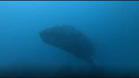 Spaventoso incontro tra subacquei e balena gigante