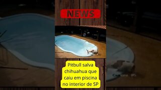 Pitbull salva chihuahua que caiu em piscina no interior de SP { SHORTS }