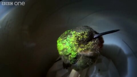 Humming bird sleeping