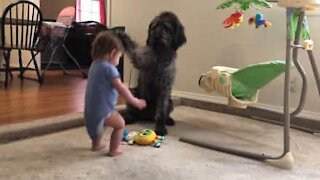 Hund lærer liten jente å sitte