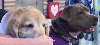 Local animal rescue celebrates 'doggy' Valentine's Day wedding