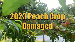 2023 Peach Harvest Loss