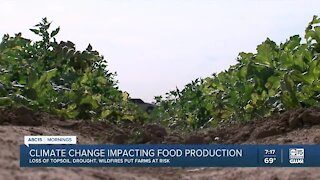 Climate change impacting food production