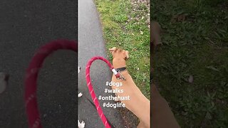 Morning walk with @shermanthebassett and @kingthebigpittie #dogs #walkthedogs #doglife #dogshorts