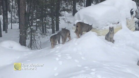Lynx family trots through the snow