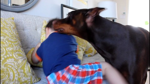 Doberman kisses toddler affectionately