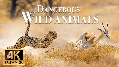 опасные дикие животные 4k - Замечательный фильм о дикой природе с успокаивающей музыкой