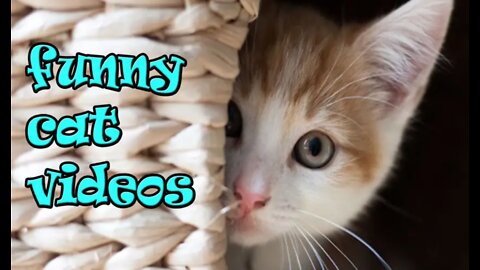 Funniest Cats 😹- Best Cat Videos Of 2022 😂- Funny Cats HD