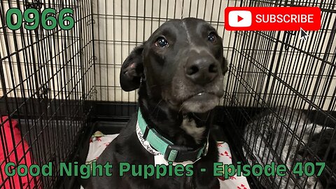 [0966] GOOD NIGHT PUPPIES - EPISODE 407 [#dogs #doggos #doggos #puppies #dogdaycare]