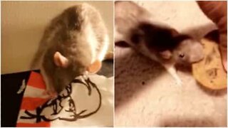 Rato é flagrado roubando bolacha!