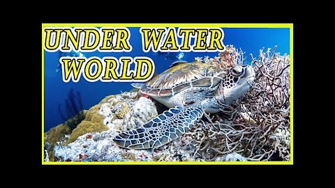 Underwater world experience by scuba diving | beautiful coral reefs and undersea creature on earth