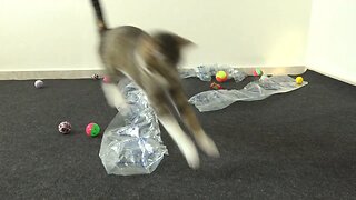 Funny Playful cat Jumps over the Plastic Bag