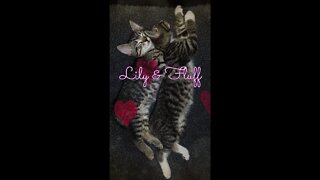 Cat Love 🐱 💕 Cute Kittens #Shorts