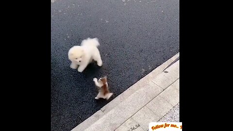 Little dog and kitten not having fun playing